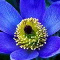 Bulbi Pulsatilla