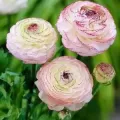 Bulbi Ranunculus (Piciorul Cocosului)