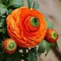 Bulbi Ranunculus (Piciorul Cocosului)