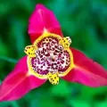 Bulbi Tigridia
