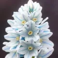 Bulbi Viorele (Scilla)