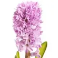 Bulbi Zambile (Hyacinthus)