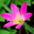 Bulbi Zephyranthes