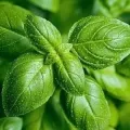 Seminte Ierburi Aromatice