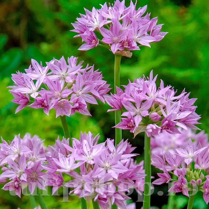 Allium Unifolium Allium Unifolium