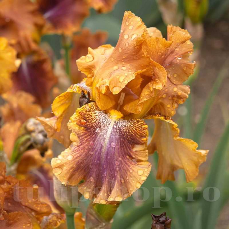 Iris Autumn Leaves