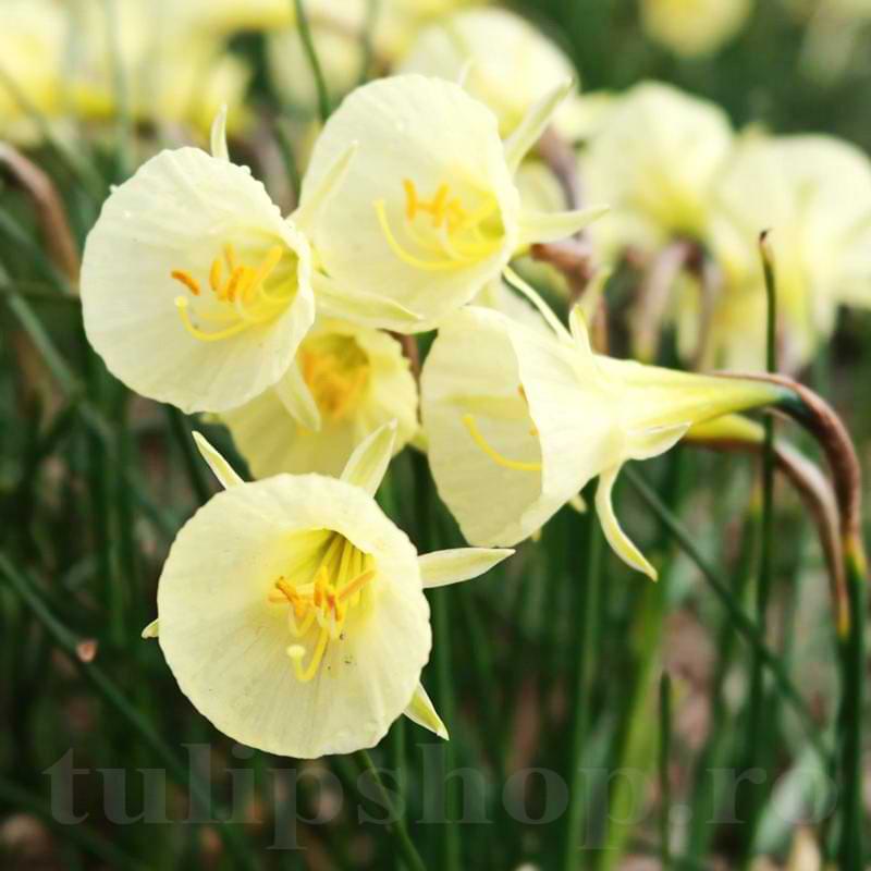 Narcisa Arctic Bells