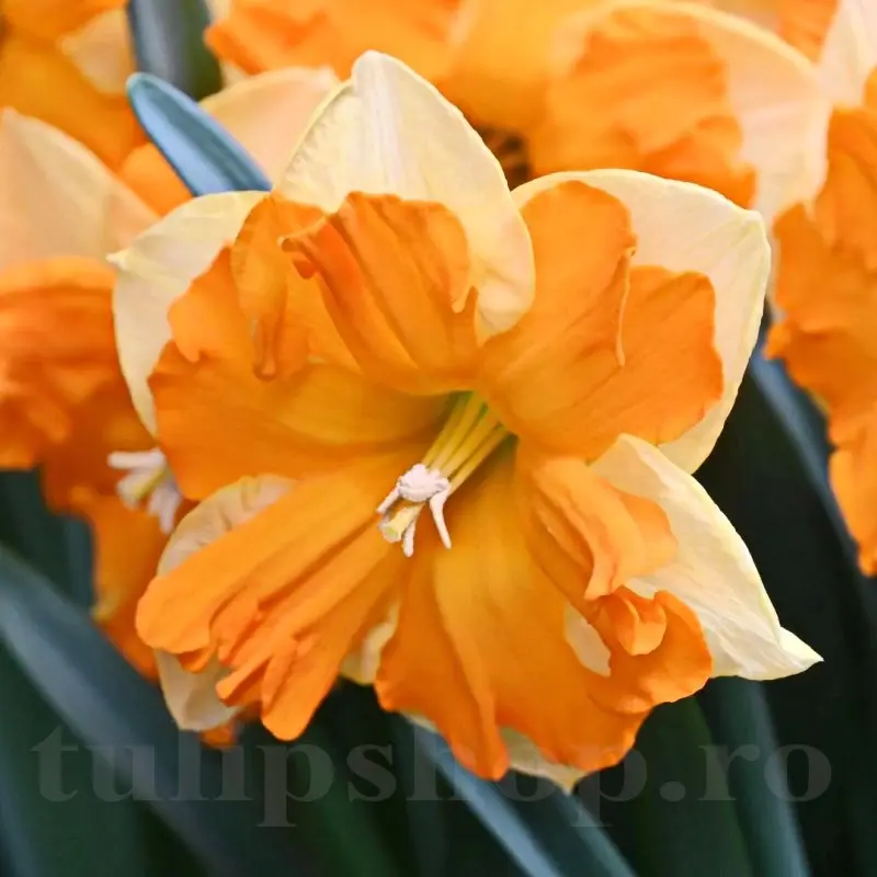 Narcisa Outright Orange