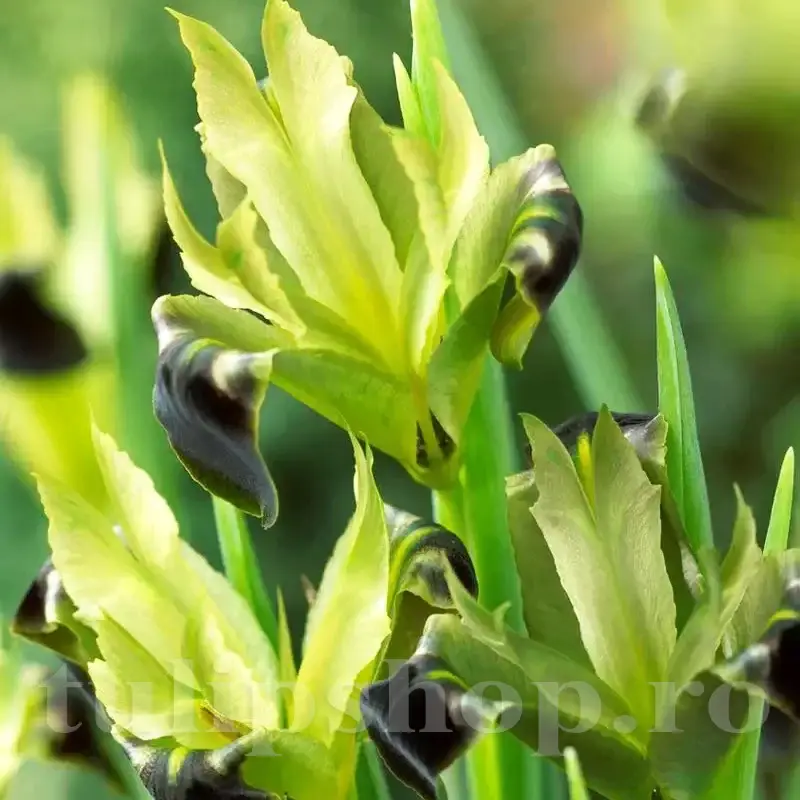 Iris Vaduva Neagra Iris Vaduva Neagra