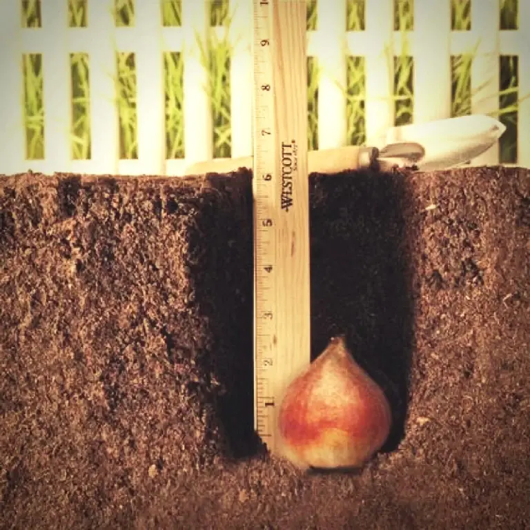 adancime plantare bulbi tulipshop