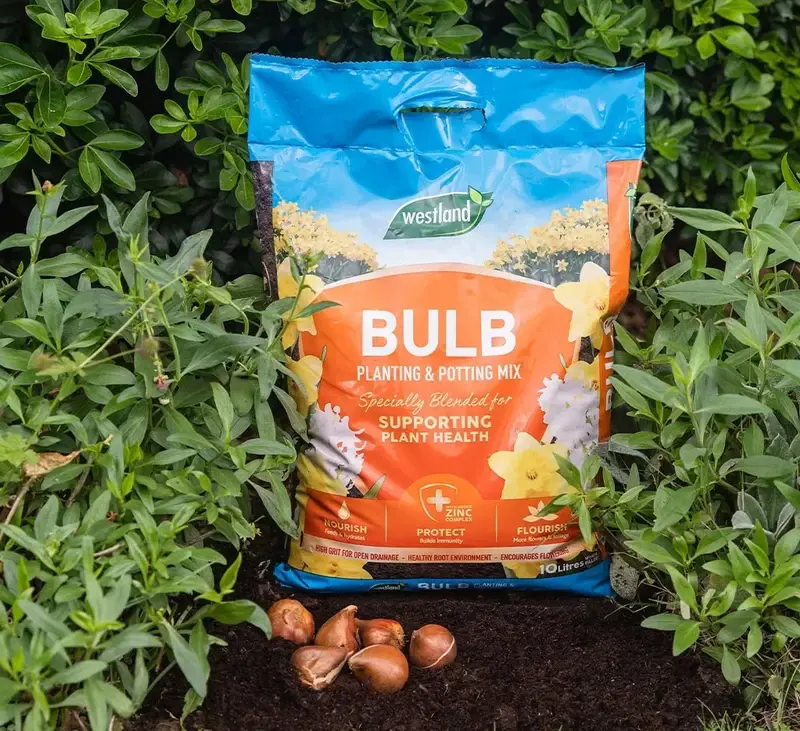 fertilizare bulbi toamna plantare tulipshop