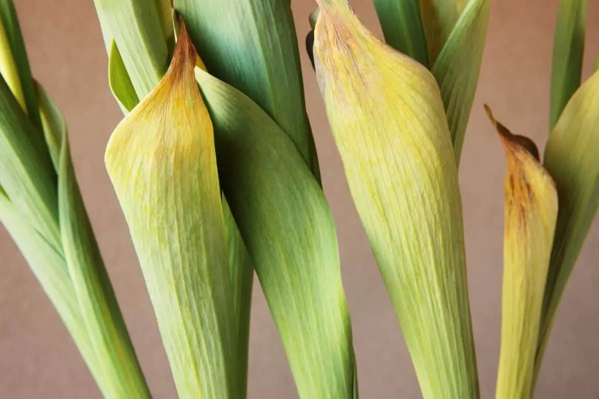 foliaj ingalbenit bulbi lalele tulipshop