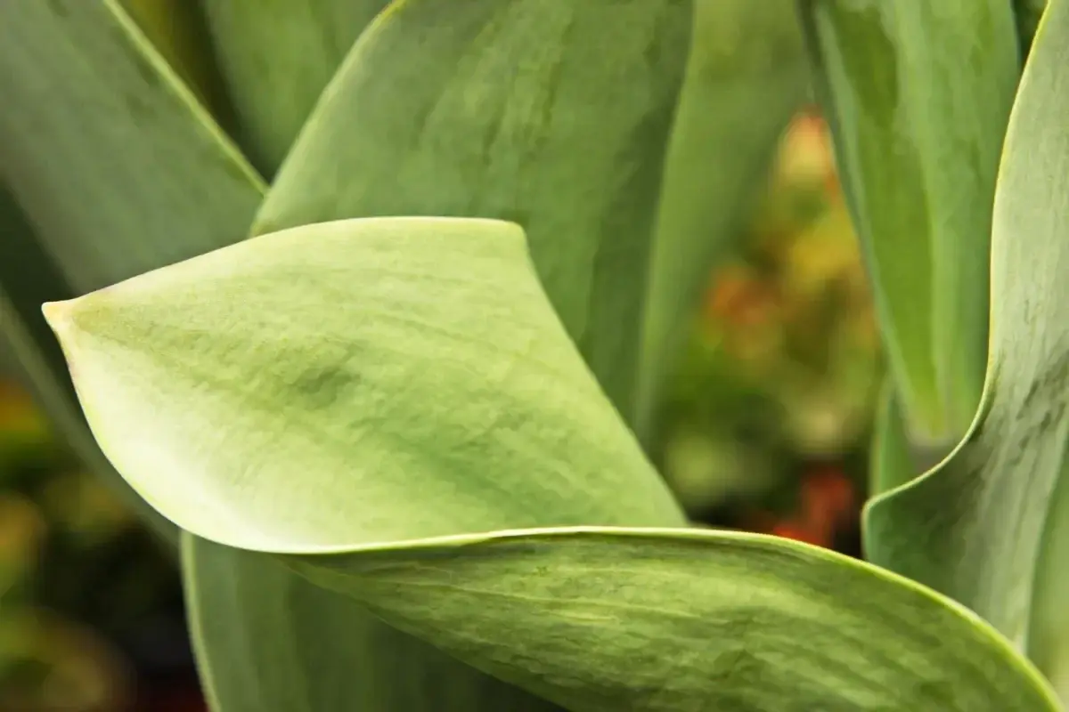 frunze ingalbenite lalele perioada vegetatie tulipshop