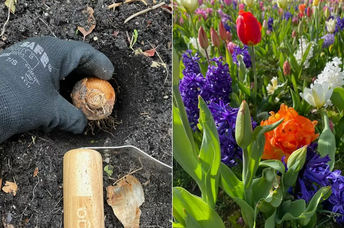 greseli plantare bulbi toamna tulipshop