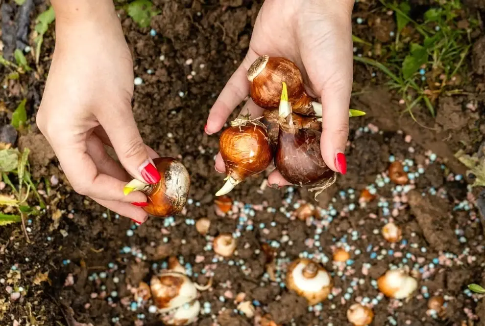 plantare bulbi narcise toamna tulipshop