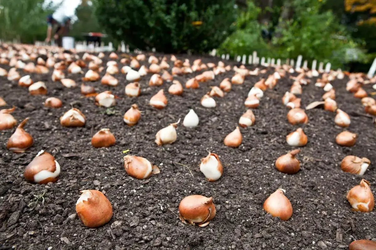 randuri bulbi lalele inainte plantare tulipshop