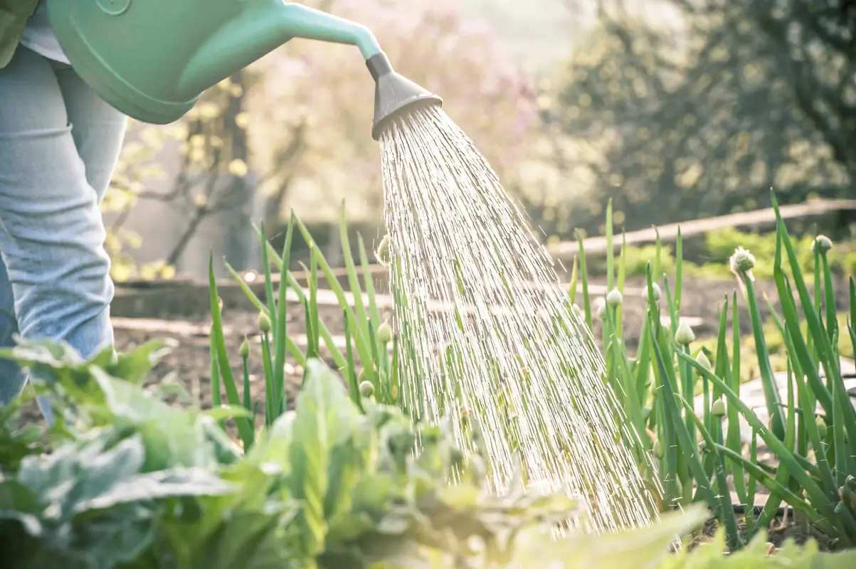 udare gradina dupa plantare bulbi tulipshop
