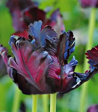 lalea black parrot