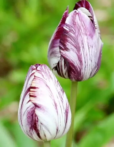 lalea insulinde