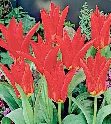 lalea red emperor