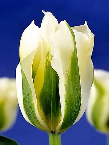 lalea spring green