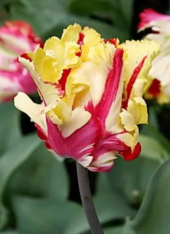lalea texas flame