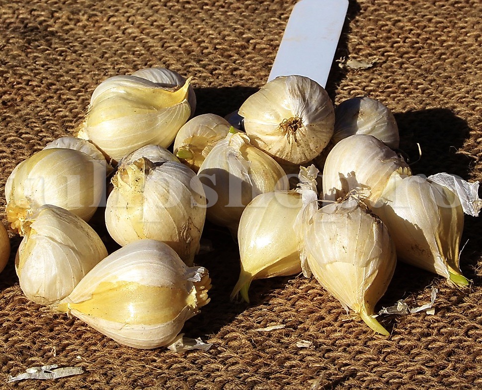 Bulbi Allium mici