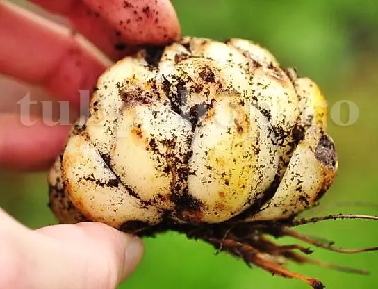 bulb crin pozitie plantare