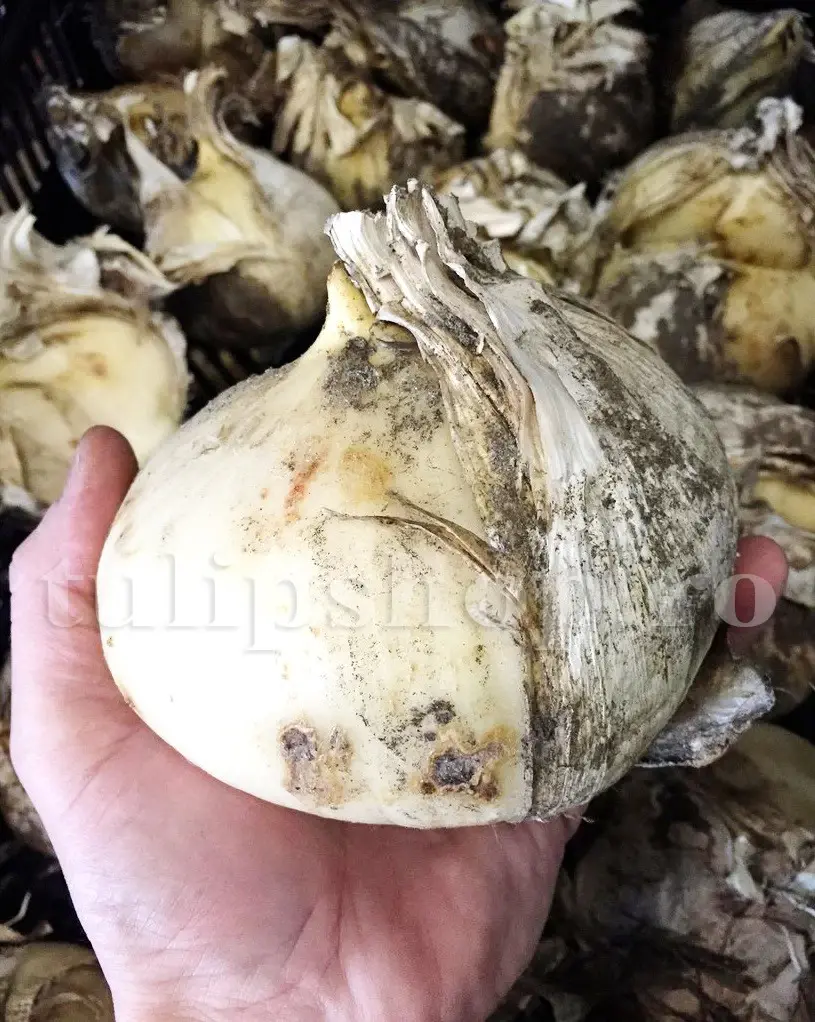 bulbi allium mari globemaster