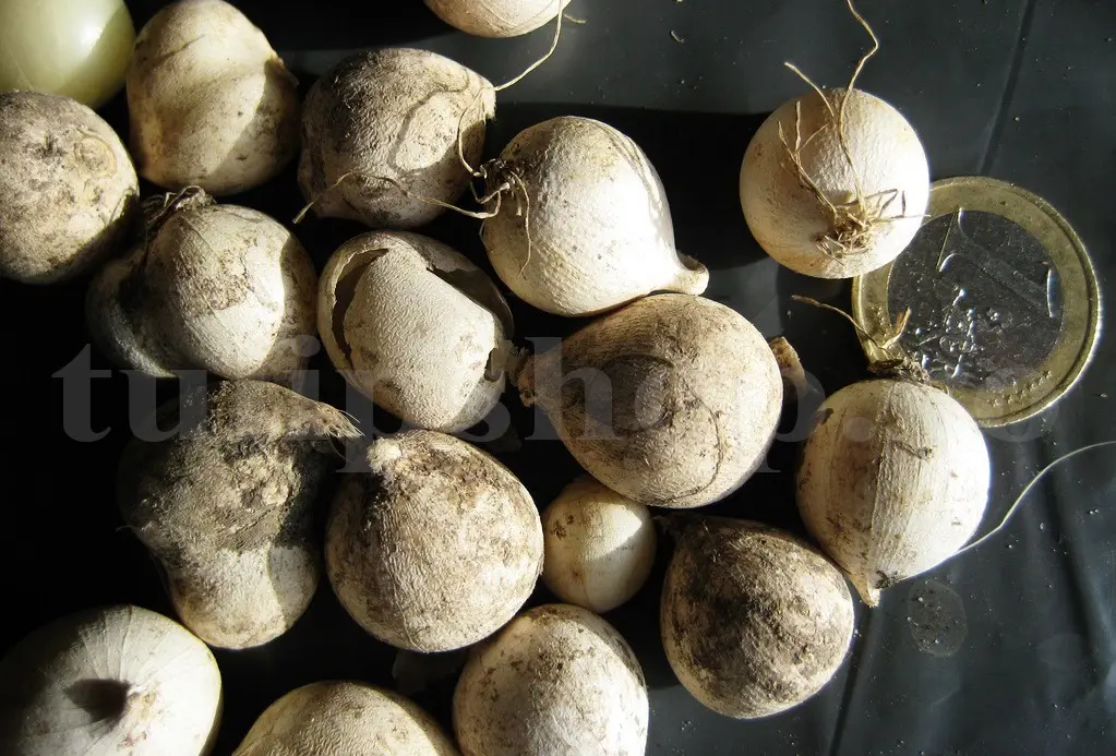 bulbi allium mici caeruleum