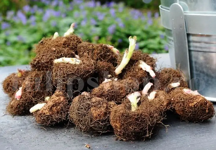 bulbi begonia parosi