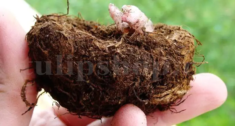bulbi begonia pozitie plantare