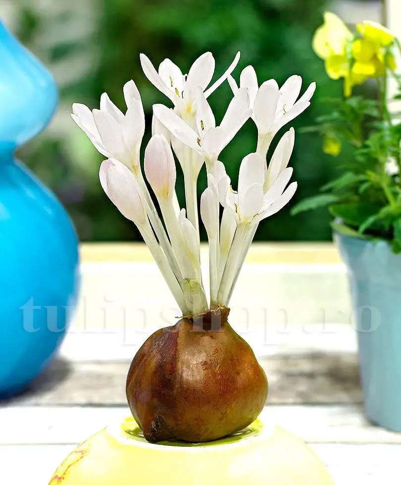 bulbi branduse inflorire toamna colchicum