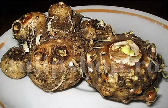 bulbi cala pozitie plantare