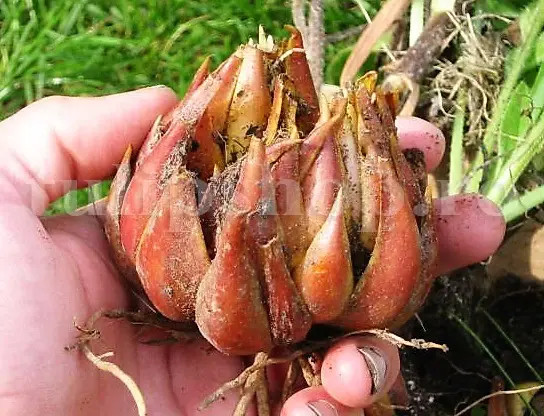 bulbi crini gata de plantare