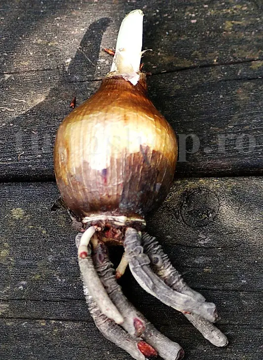 bulbi ismena