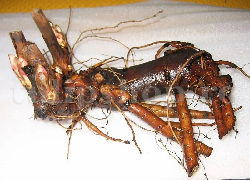 radacina bujor spalata