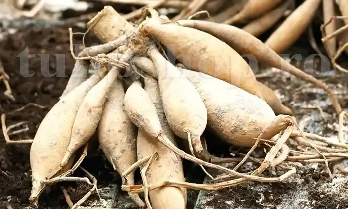 radacina dalia mare cu tuberculi