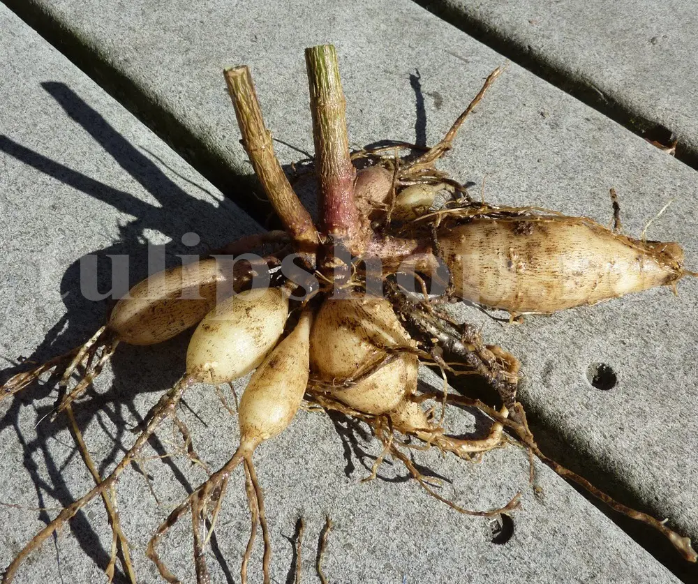 radacina dalia pregatita plantare