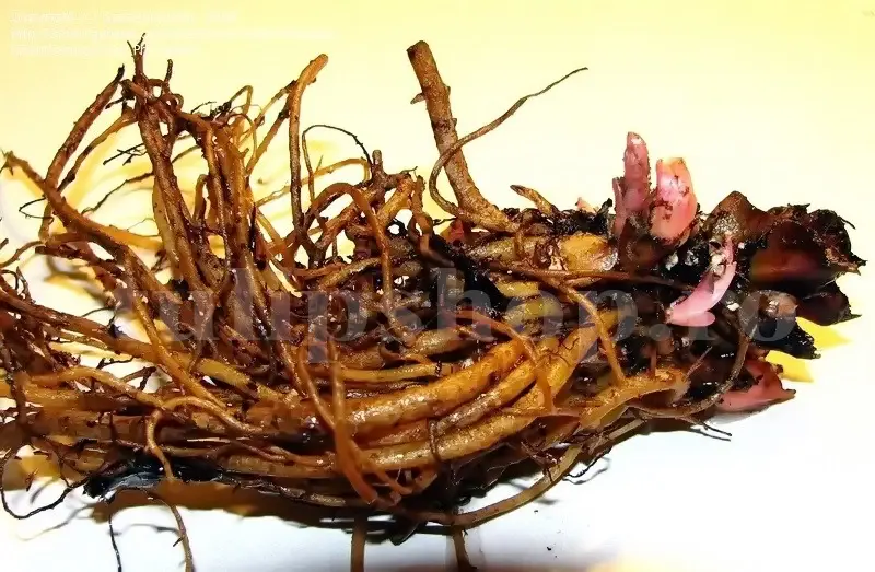 radacina dicentra spalata