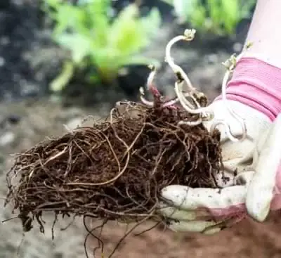 radacini astilbe incoltita