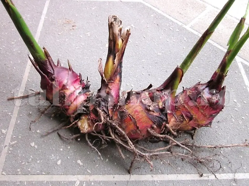 rizom canna incoltit