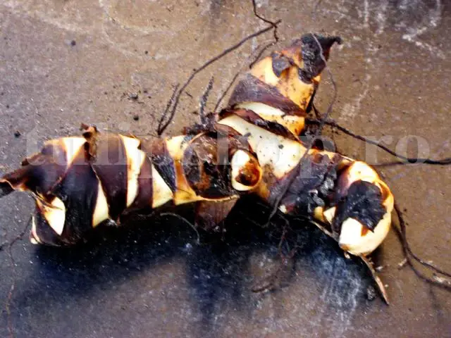 rozim canna indica