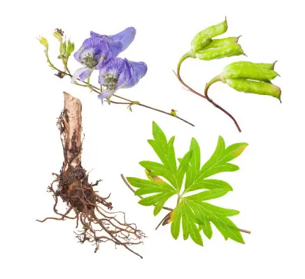 structura planta aconitum radacina floare frunza