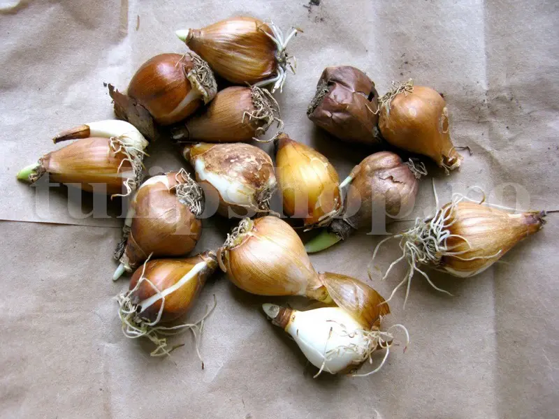 bulbi ghiocei nivalis