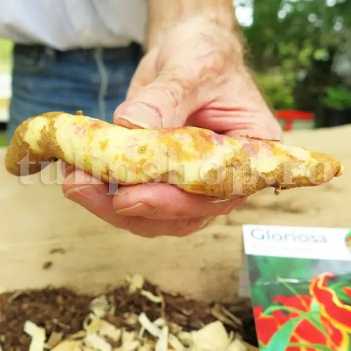 bulbi gloriosa tuberculi