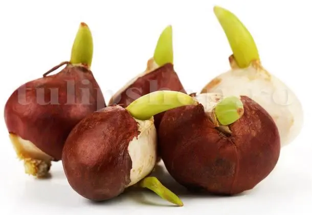 bulbi lalele incoltiti