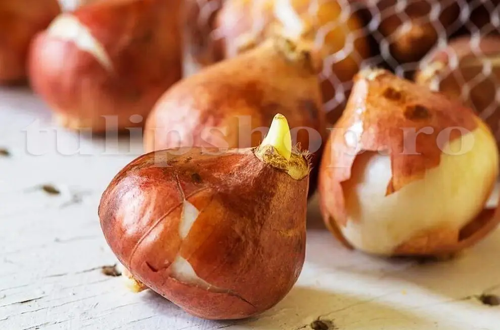 bulbi lalele pozitie plantare