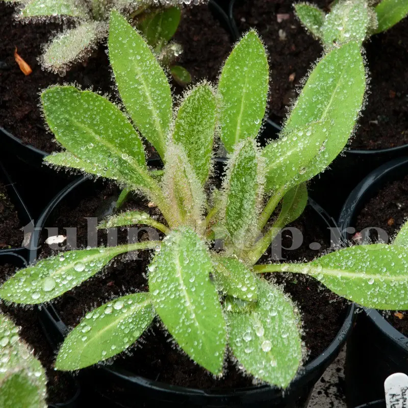 planta mac mica