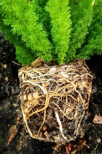 radacina feriga ghiveci